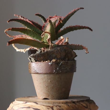 Aloe ‘Chiristmas Carol’ × YAMABACHI var.六本芽　 no.914-28