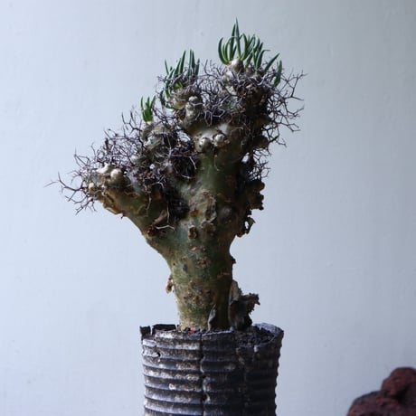 チレコドン  レスキュラーツ  万物想     Tylecodon  reticulate  no.90119