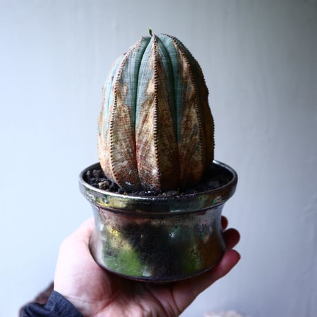 ユーフォルビア  オベサ    Euphorbia obesa　no.71424