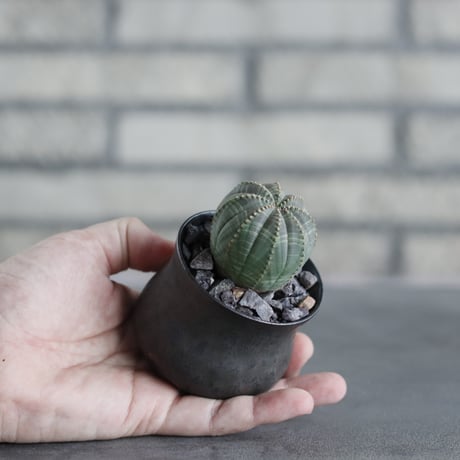 Euphorbia Obesa × Kazuhiro Arima (2号)  no.706-15
