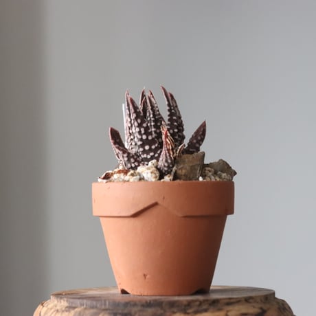 Haworthia 'Pumilochii' × YAMABACHI     no.912-9