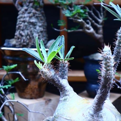 パキポディウム  グラキリス／Pachypodium  gracilius       no.81512