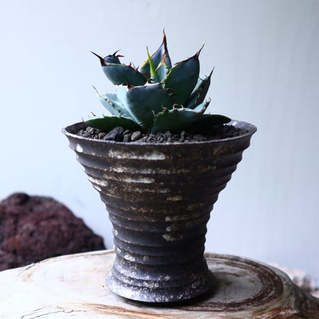 アガベ ホワイトアイス   Agave titanota 'White Ice'    no.71404