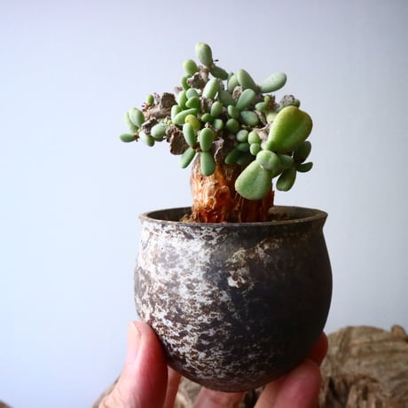 ケラリア  ピグマエア   Ceraria pygmaea    No.003