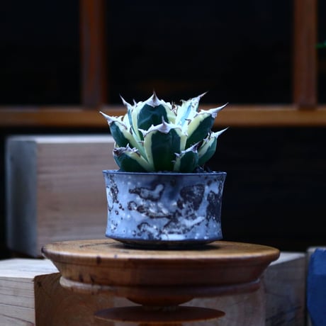 チタノタ スナグルトゥース／Agave titanota 'Snaggle Tooth'    no.100347