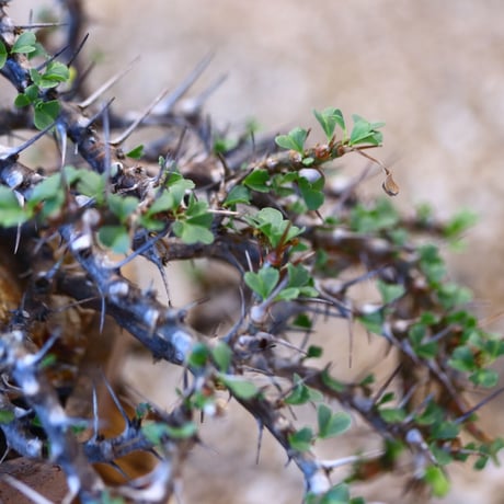 Sarcocaulon vanderietiae × N/OH   no.100838