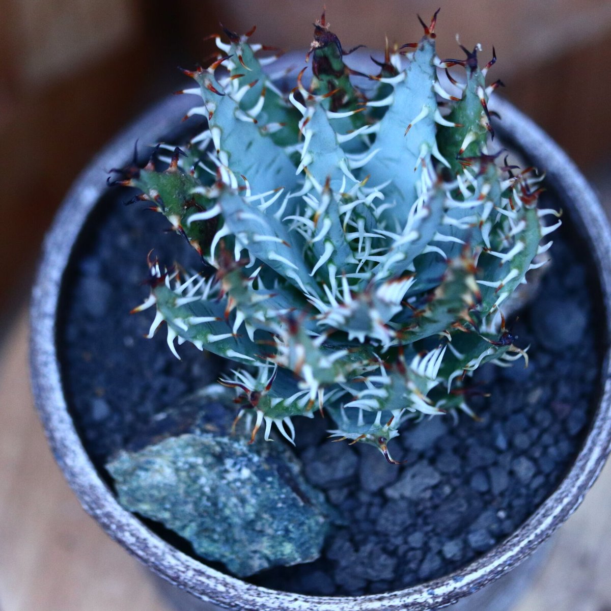 アロエ エリナケア／Aloe melanacantha ssp. var. erinacea