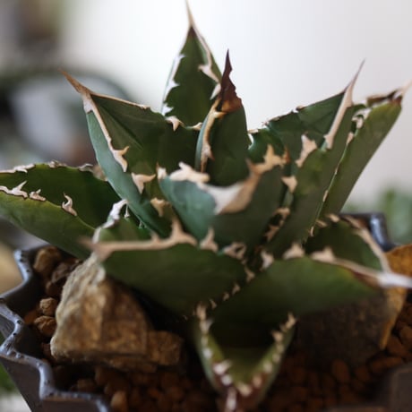 Agave titanota"FO-076" × soso no.82523
