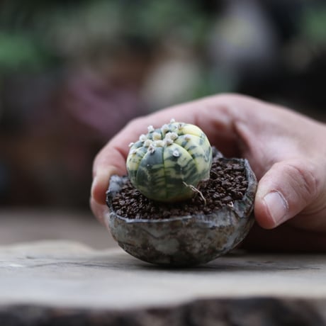 アストロフィツム  兜錦／Astrophytum asterias f. variegata  no.103002