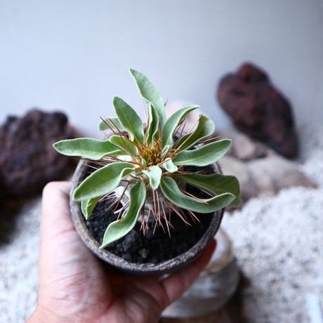 パキポディウム   ナマクアナム  光堂  Pachypodium namaquanum  no.91525
