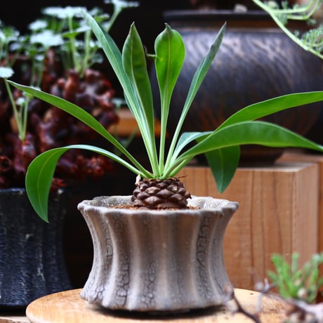 ユーフォルビア  鉄甲丸／Euphorbia bupleurifolia   no.40341