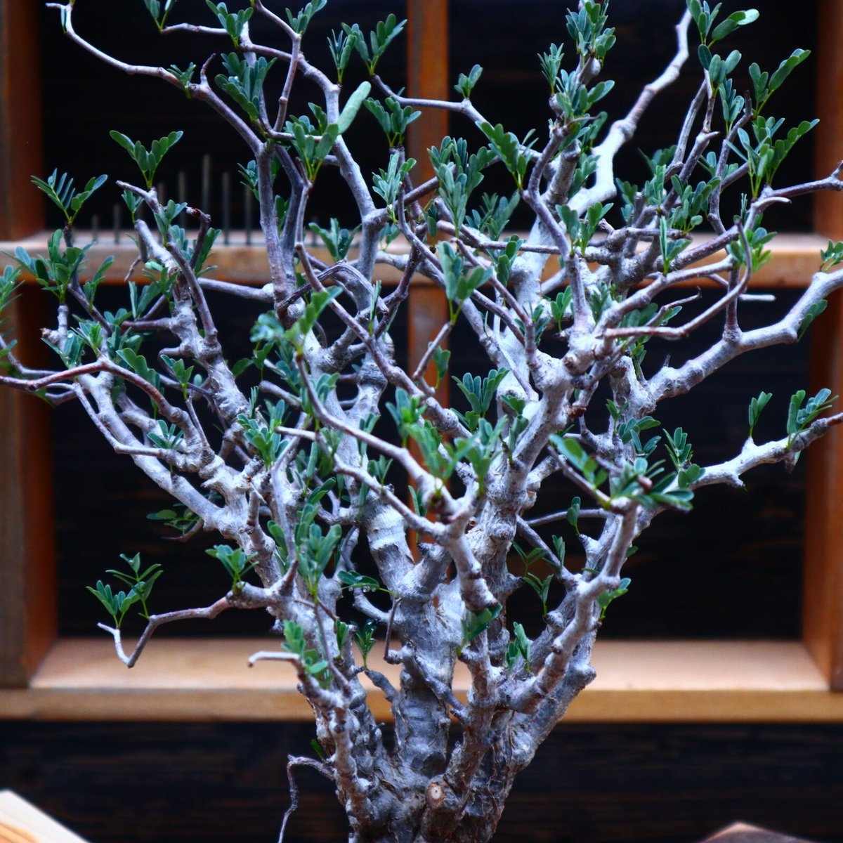 センナ メリディオナリス／Senna meridionalis no.52304 | 芽の巣山