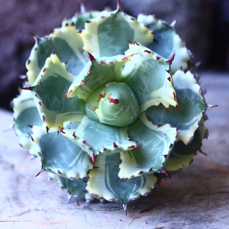 アガベ  兜蟹錦   抜苗 ⑤  Agave isthmensis Kabutogani variegated   no.42670 -5