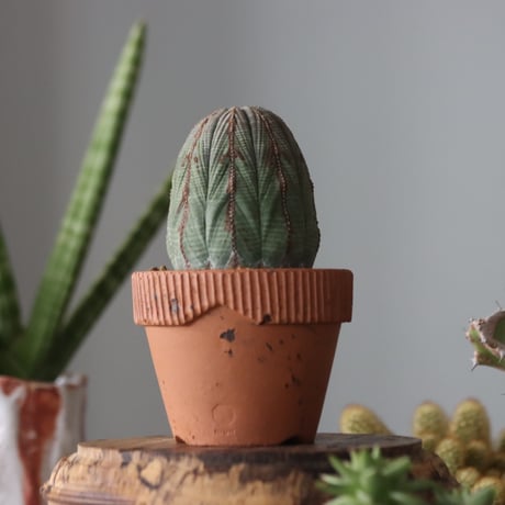 Euphorbia obesa × YAMABACHI var. N/OH  no.51910