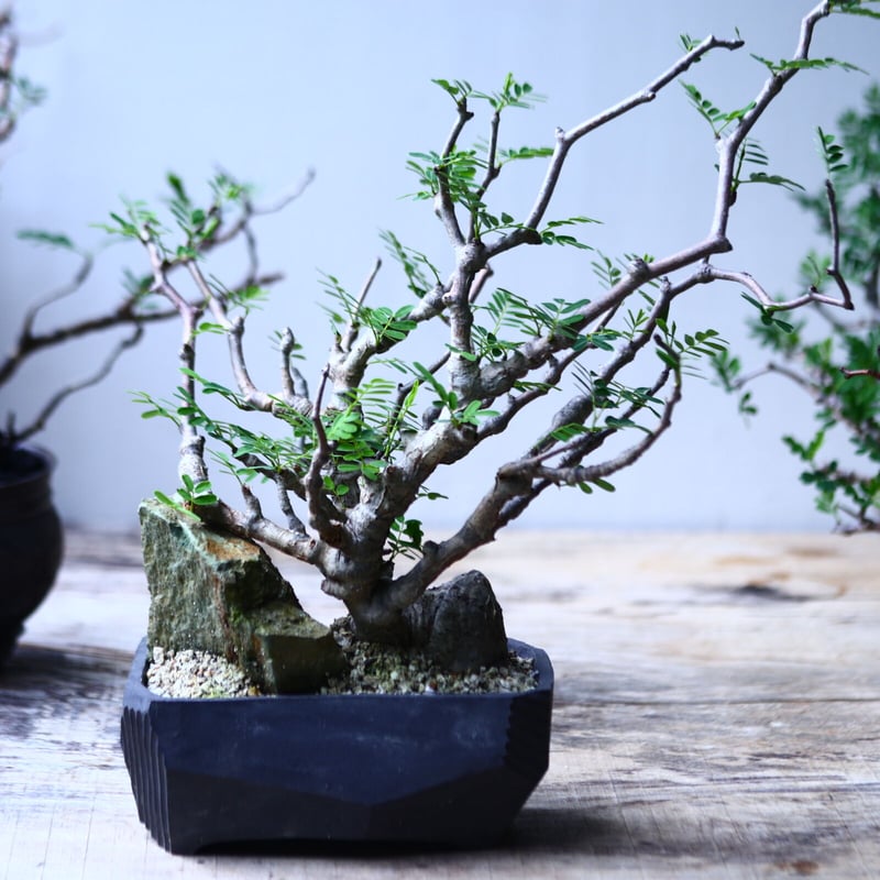 センナ メリディオナリス Senna meridionalis no.92707 | 芽の巣山