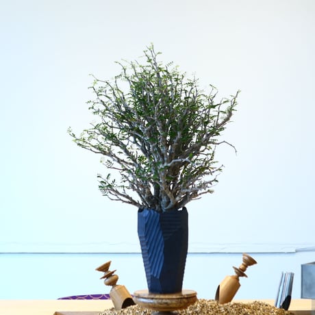 N/OH × Senna meridionalis    no.61863