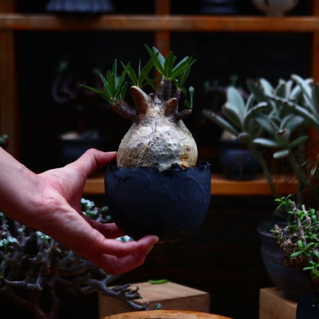 パキポディウム  グラキリス／Pachypodium  gracilius       no.91909