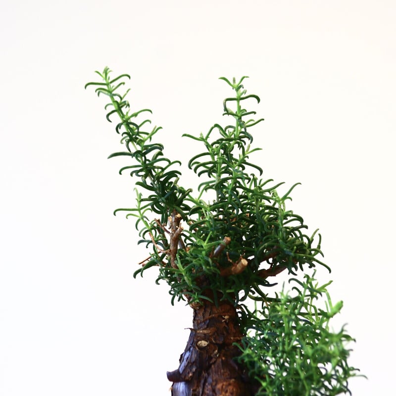 詞*様 産地情報付きMestoklema arboriforme メストクレマ アルボリフォルメ / Mestoklema arboriforme no.80