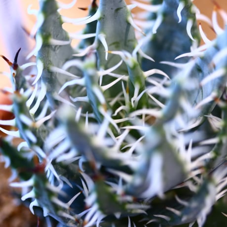 Aloe melanacantha ssp. var. erinacea × YAMABACHI   no.123138