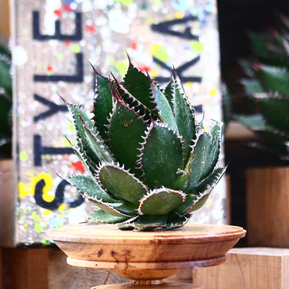 63b1405a91260a79cef64fff
