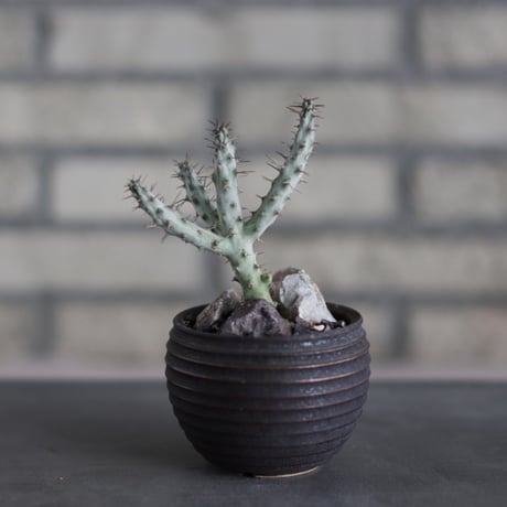 Euphorbia horwoodii × takero pot (3号)  no.524/40