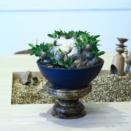 パキポディウム  ブレビカウレ  恵比寿笑い / Pachypodium brevicle    no.51411
