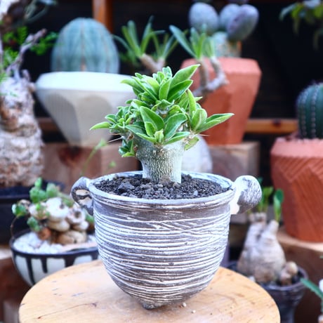 パキポディウム  サウンデルシー (白馬城)  実生／Pachypodium saundersii  no.71843
