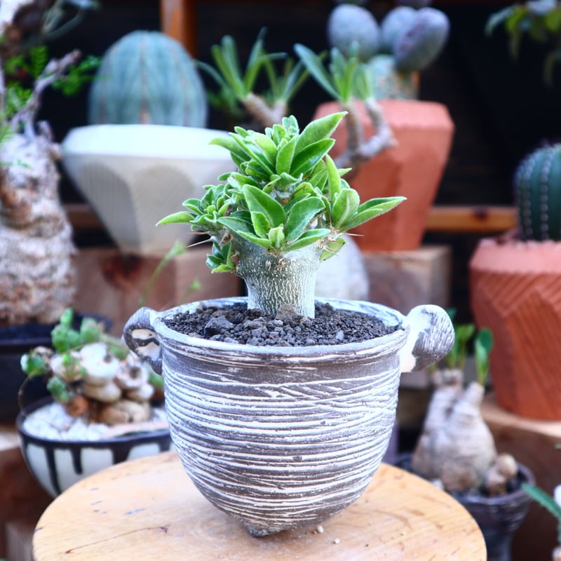 パキポディウム サウンデルシー (白馬城) 実生/Pachypodium パキポディウム サウンデルシー (白馬城) 実生/Pachypodium