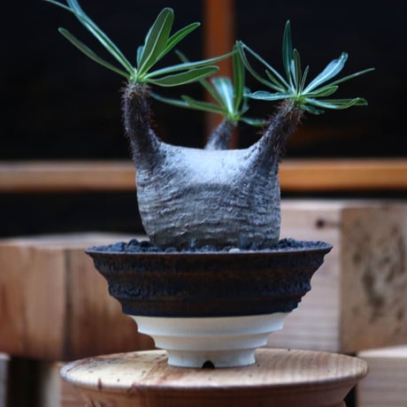 パキポディウム  グラキリス ／Pachypodium  gracilius     no.102474