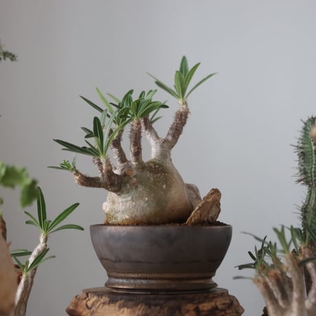 Pachypodium gracilius × たけろうポット    no.51226