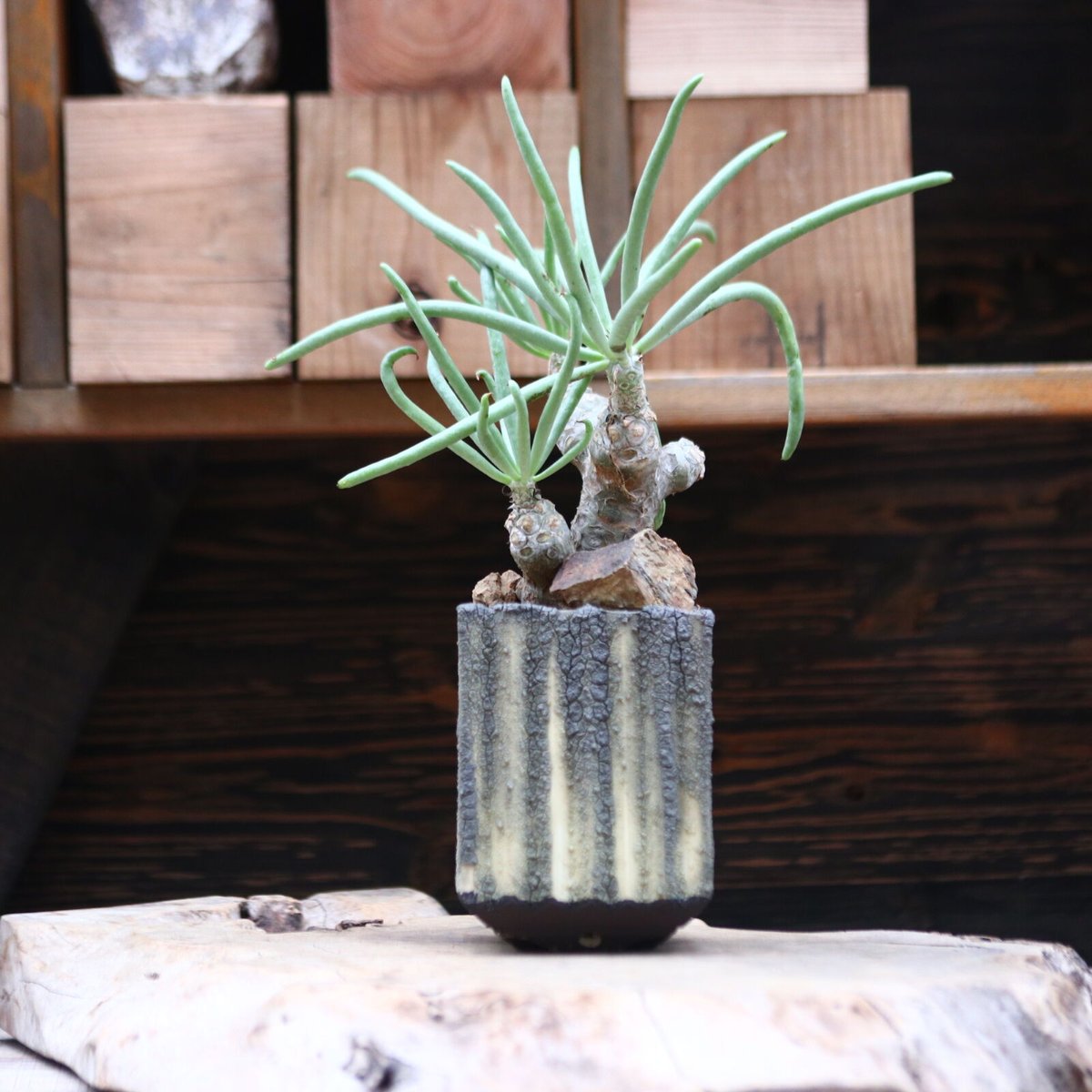 ★Tylecodon wallichii チレコドン・ワリチー ★ チレコドン ワリチー／Tylecodon wallichii no.20594 | 芽の巣山