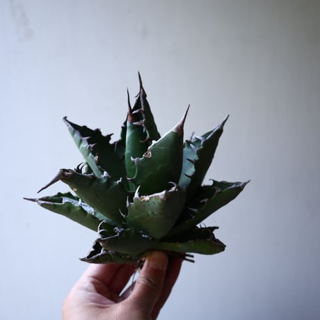 アガベ   チタノタ   FO-76    Agave titanota  "FO-76"   no.42817