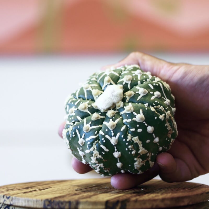 アストロフィツム〝スーパー兜″ アロータイプ / Astrophytum asterias A