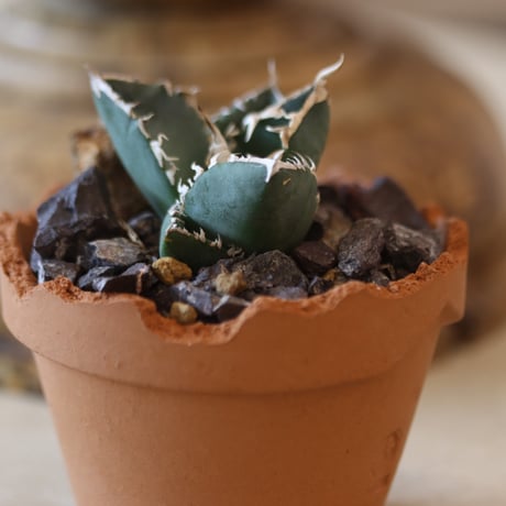 Agave titanota South African Diamond "SAD" × YAMABACHI var. N/OH  no.126-39