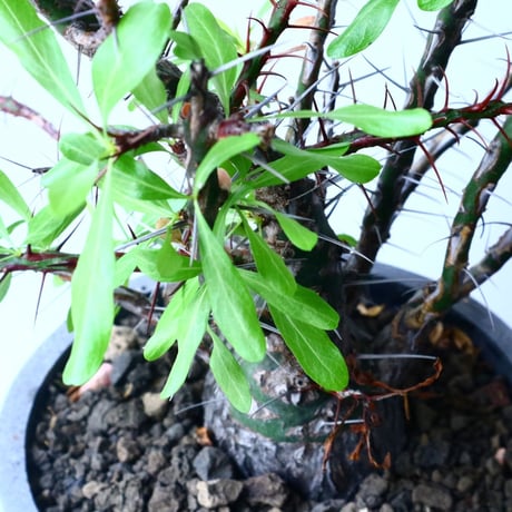 フォークイエリア   プルプシー   ×  ファシクラータ   Fouquieria purpusii   ×   fasciculata No.045
