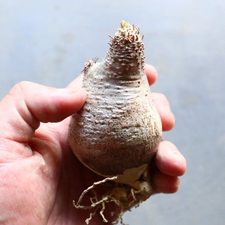 パキポディウム グラキリス 抜苗  Pachypodium rosulatum var. gracilius no.92921