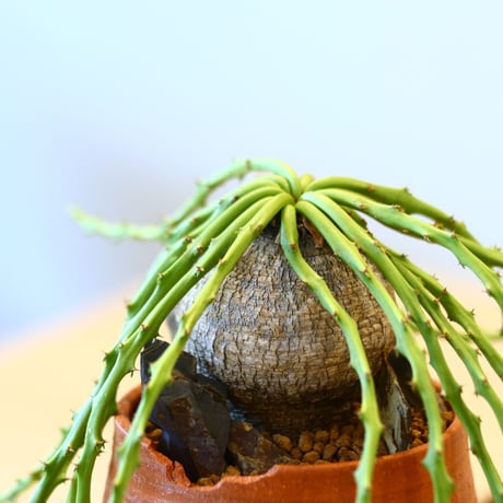 Euphorbia decidua × N/OH  no.100839