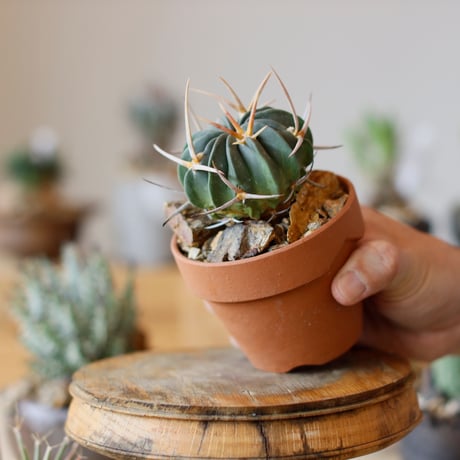Echinofossulocactus coptonogonus / 竜剣丸 × YAMABACHI (3号)  no.111/10