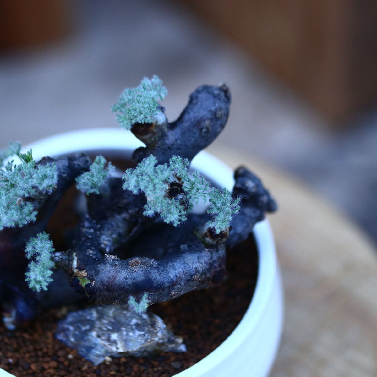 サルコカウロン ムルチフィズム／Sarcocaulon multifidum no.206