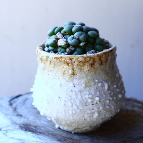 コノフィツム   ペアルソニー Conophytum pearsonii  no.117