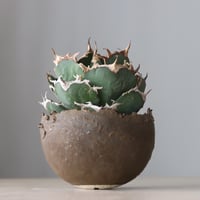 Agave titanota personal collection × takero pot Agave titanota personal collection × takero pot