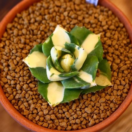 Agave potatorum × YAMABACHI    no.123160