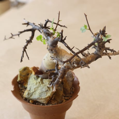 Commiphora kataf  × N/OH (3.5号鉢)   no.412-3
