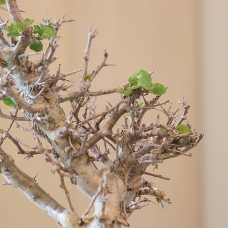 Commiphora wightii × たけろうポット   no.90104
