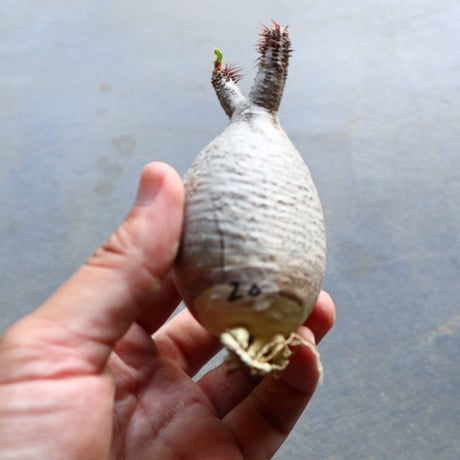 パキポディウム グラキリス 抜苗  Pachypodium rosulatum var. gracilius no.92920