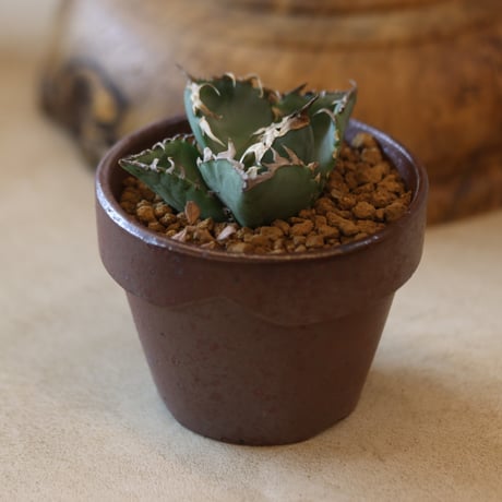 Agave titanota 姫厳竜 × YAMABACHI var. 六本芽   no.124-34