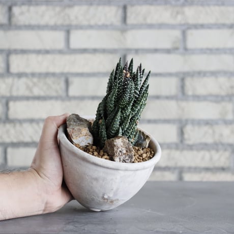 Haworthia papillosa × Shin Tabata (4.5号)  no.920/12
