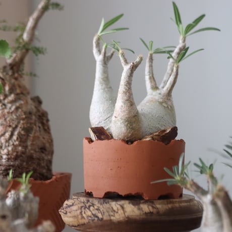 Pachypodium gracilius × N/OH    no.51228