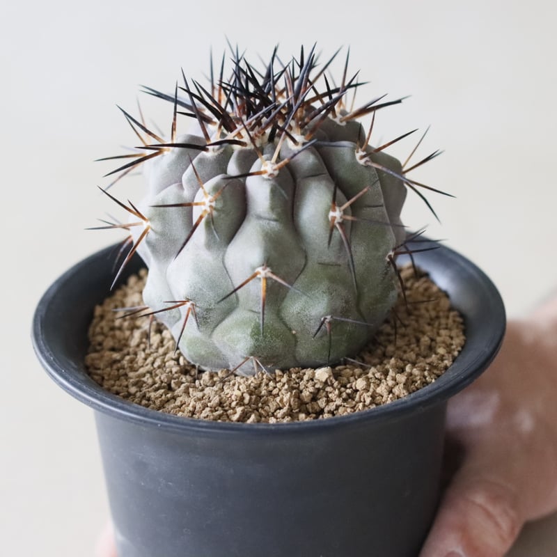 Copiapoa cinerea / 黒王丸 (3.5号鉢) no.913/40 | 芽の巣山