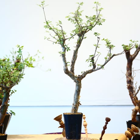 ブルセラ ファガロイデス / Bursera fagaroides   no.62514